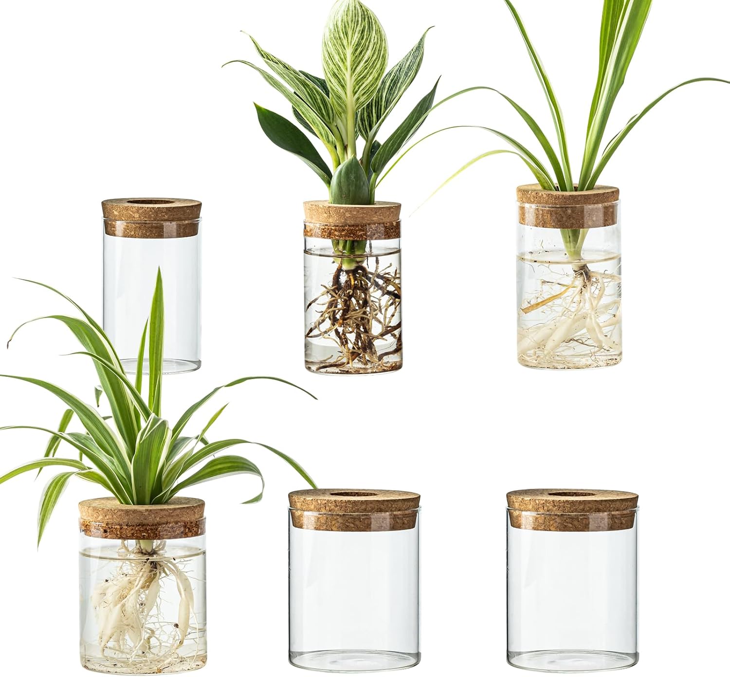 Glass Propagation Vases