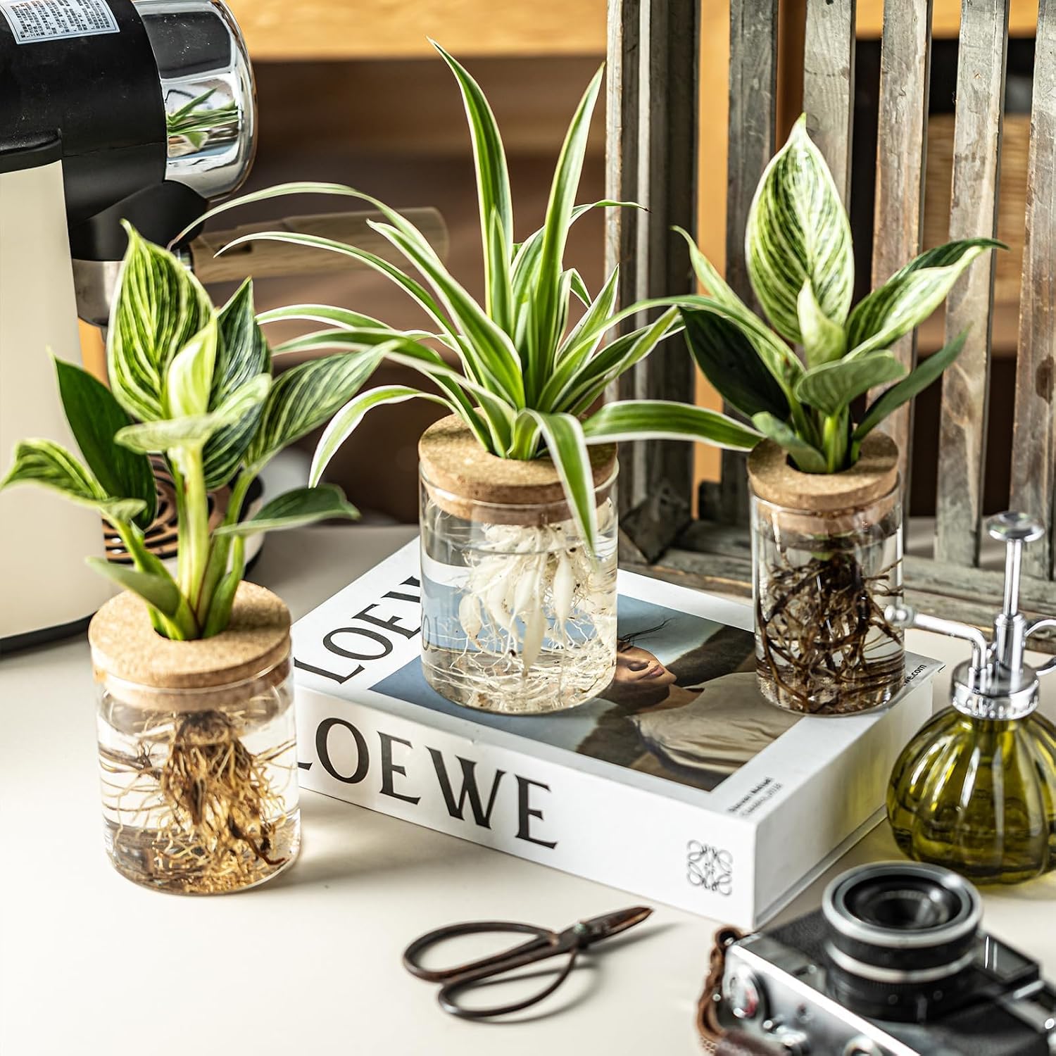 Glass Propagation Vases - Hình 2